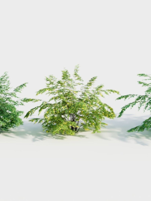 Adiantum venustum c