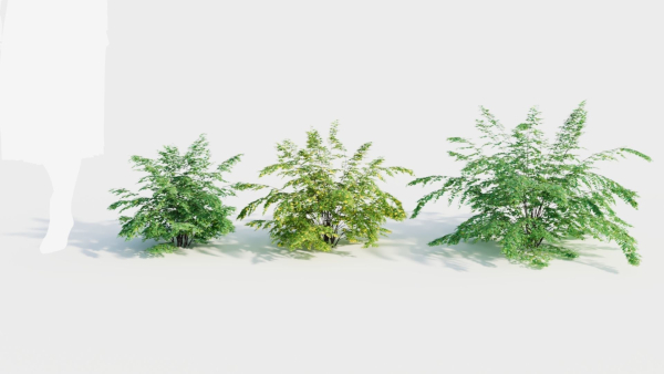 Adiantum venustum c