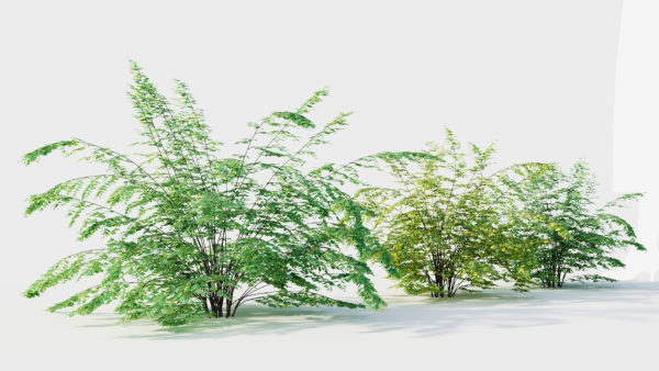 Adiantum venustum c