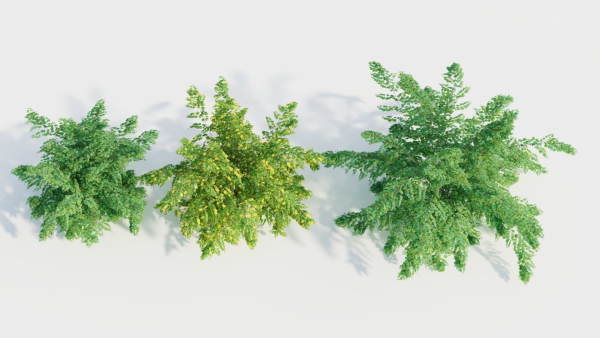 Adiantum venustum c
