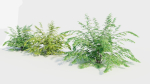 Adiantum venustum c