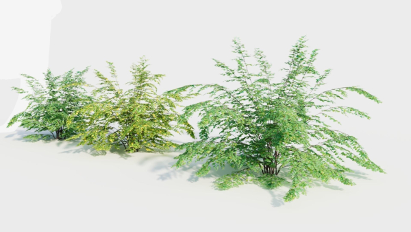 Adiantum venustum c