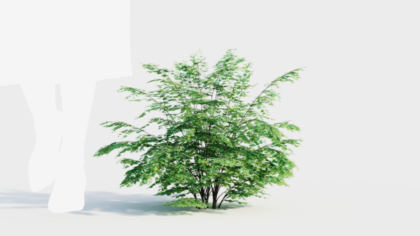 Adiantum venustum c