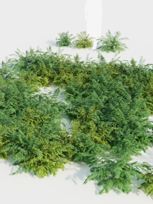 adiantum-venustum-c-3d-model-bb1b9af108