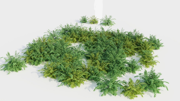 Adiantum venustum c