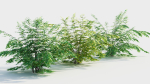 Adiantum venustum c