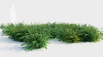 Adiantum venustum c