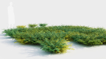 Adiantum venustum d