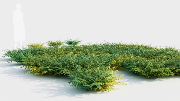Adiantum venustum d