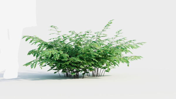 Adiantum venustum d