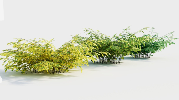 Adiantum venustum d