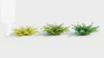 Adiantum venustum d