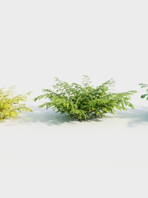 Adiantum venustum d