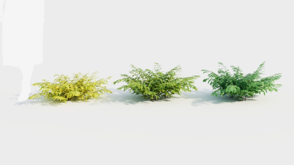 Adiantum venustum d