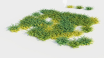 Adiantum venustum d