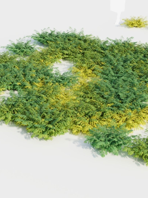adiantum-venustum-d-3d-model-7f8e398de4