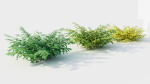 Adiantum venustum d