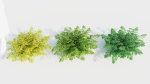 Adiantum venustum d