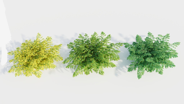Adiantum venustum d