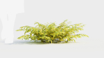 Adiantum venustum d