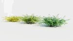 Adiantum venustum d