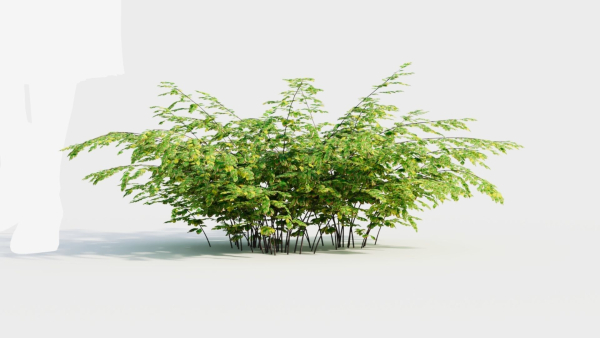 Adiantum venustum d