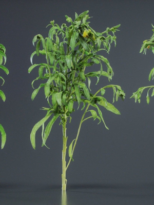 Aegean Garden Wallflower Erysimum Cheiri