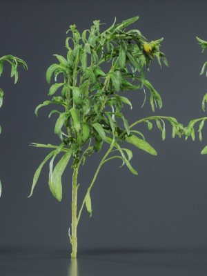 aegean-garden-wallflower-erysimum-cheiri-3d-model-a6685b91fe