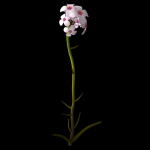Aethionema Dumanii