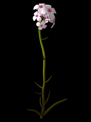 aethionema-dumanii-3d-model-animated-rigged-max