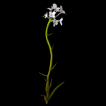 Aethionema Dumanii