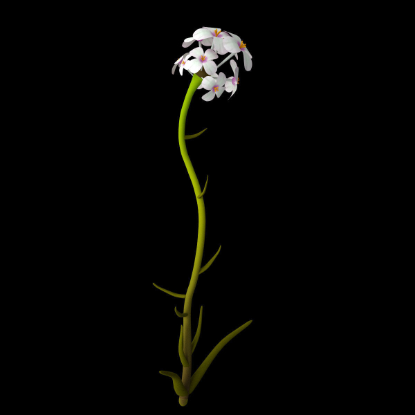 Aethionema Dumanii
