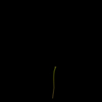 Aethionema Dumanii