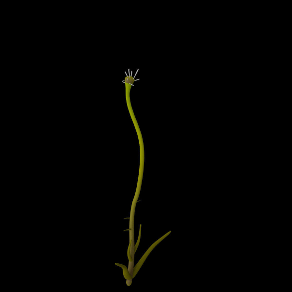 Aethionema Dumanii