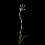 Aethionema Dumanii