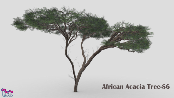African Acacia Tree-S6