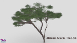 African Acacia Tree-S6