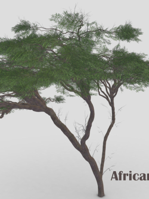 african-acacia-tree-s6-3d-model-160e3a192c