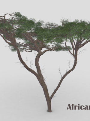 African Acacia Tree-S6