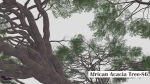 African Acacia Tree-S6