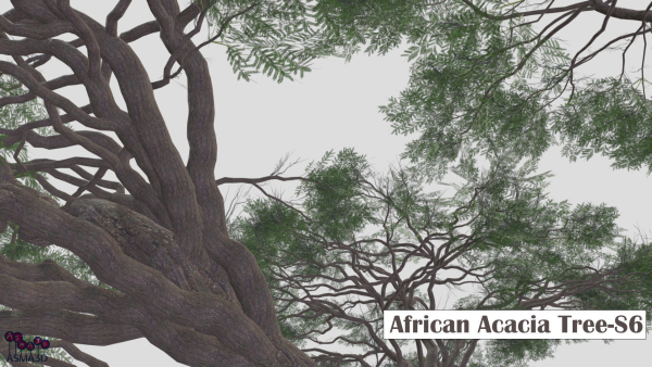 African Acacia Tree-S6
