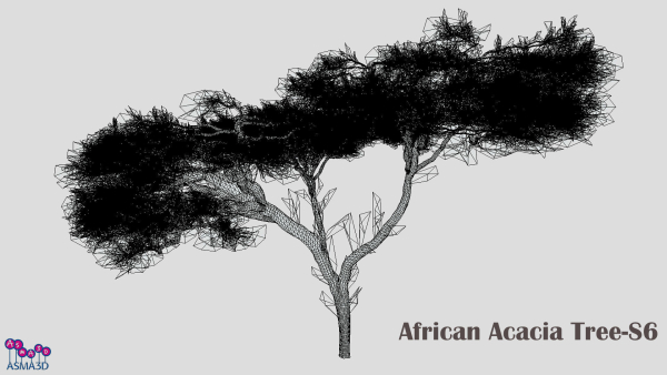 African Acacia Tree-S6