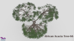 African Acacia Tree-S6