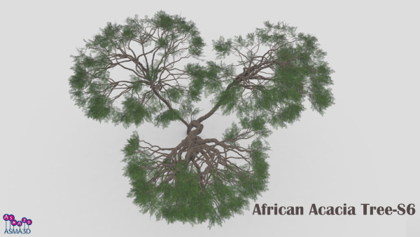 African Acacia Tree-S6