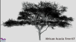African Acacia Tree-S7