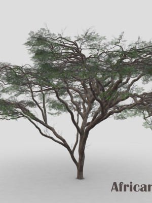 African Acacia Tree-S7