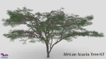 African Acacia Tree-S7