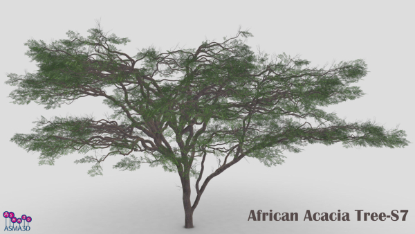 African Acacia Tree-S7