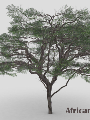 african-acacia-tree-s7-3d-model-bdaf44ae09