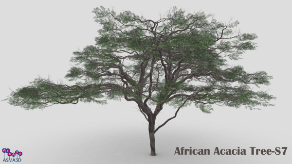 African Acacia Tree-S7